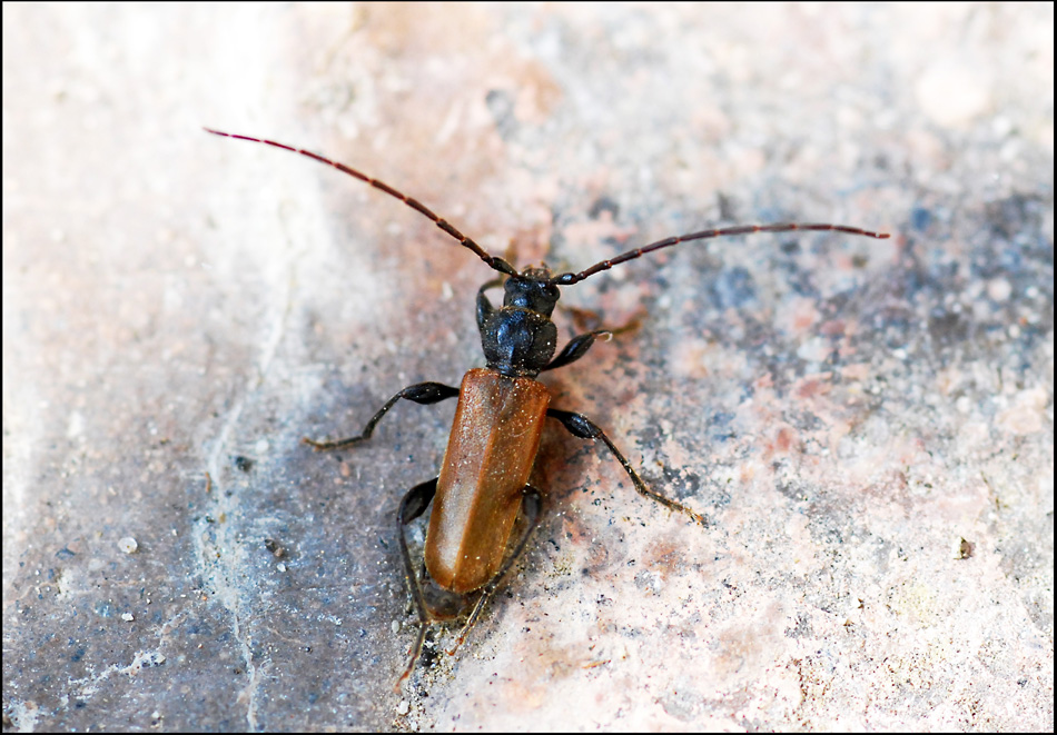 pseudovadonia livida? (no. Phymatodes testaceus)